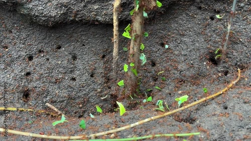 Leaf cutter ants carry leaves into nest across floor