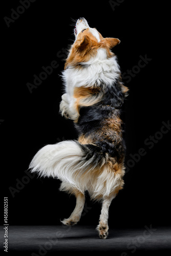tricolor border collie on black background
