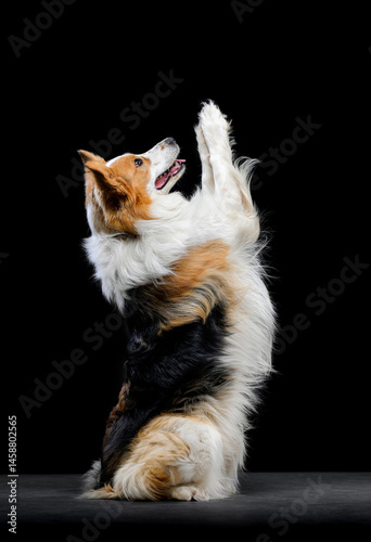 tricolor border collie on black background
