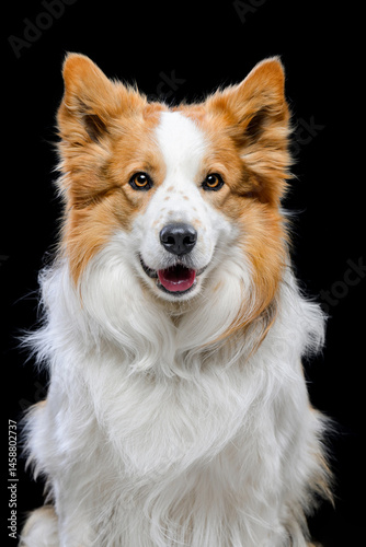tricolor border collie on black background
