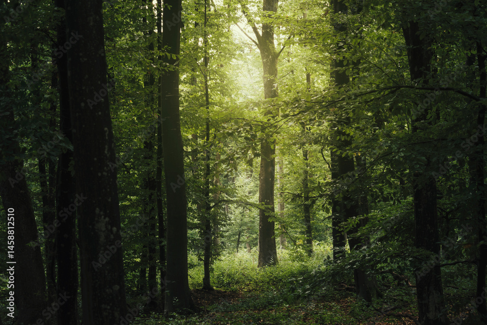 Obraz premium tree in green forest, lush nature background