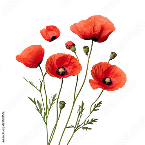 red poppies isolated on white