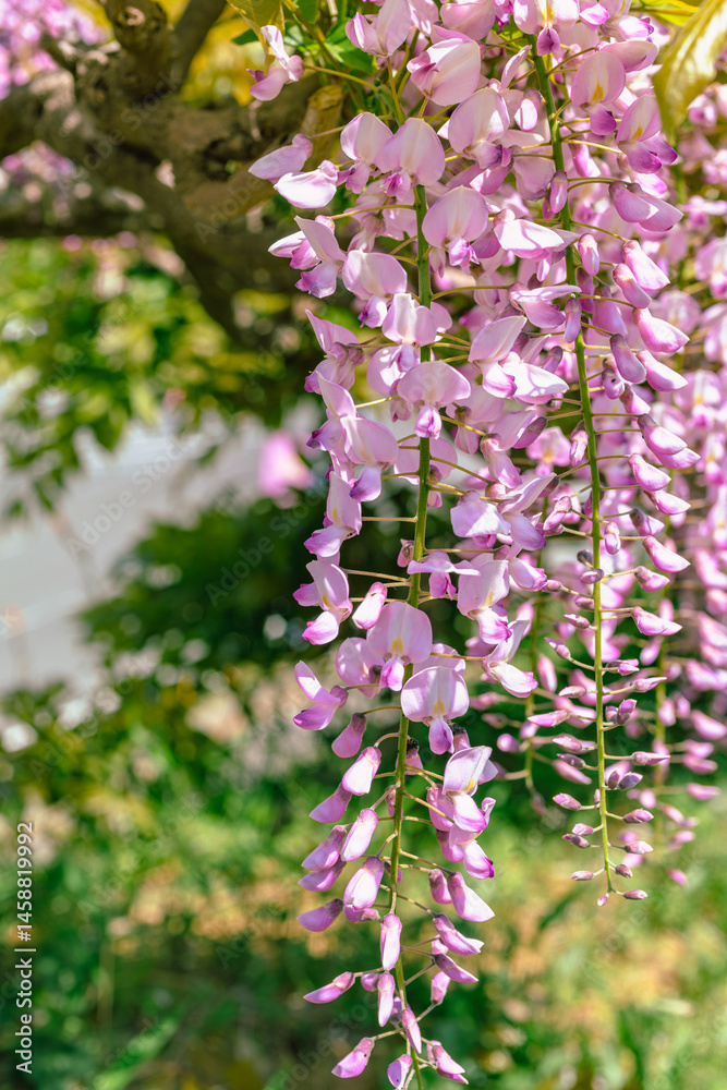 Fototapeta premium 藤岡市 藤の花97