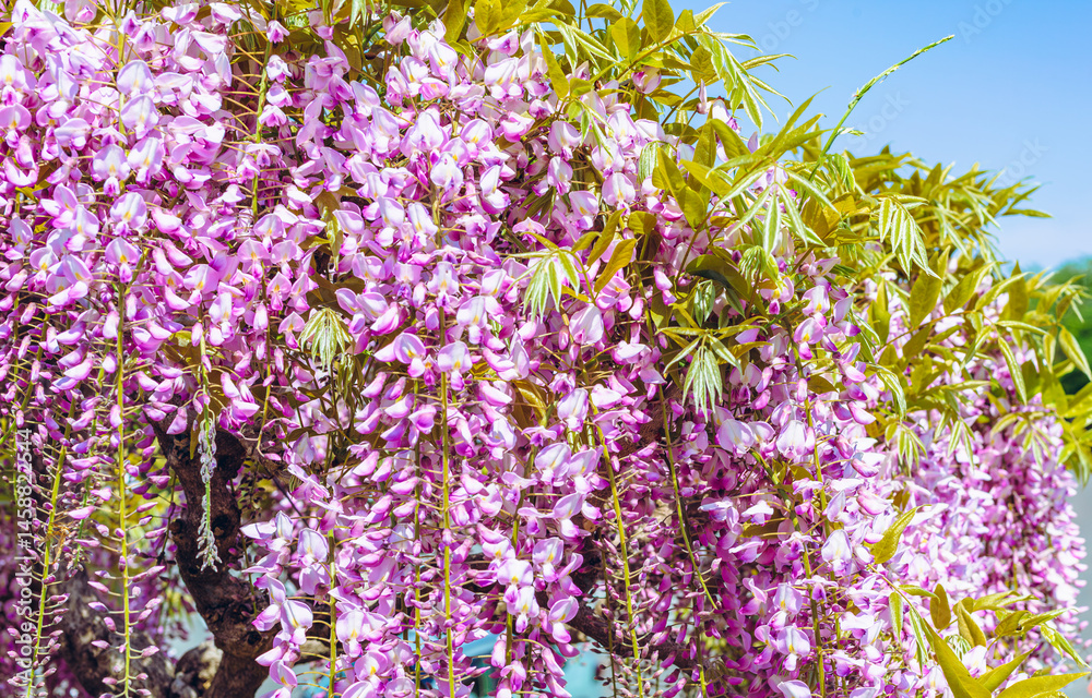 Fototapeta premium 藤岡市 藤の花50