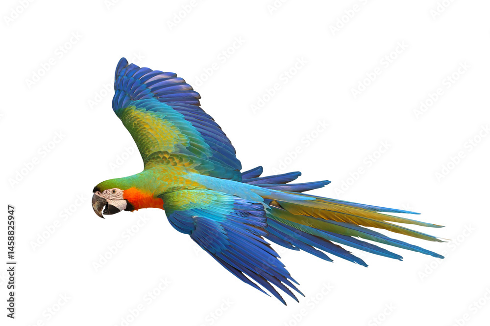 Fototapeta premium Colorful flying Catalina Macaw parrot isolated on transparent background png file