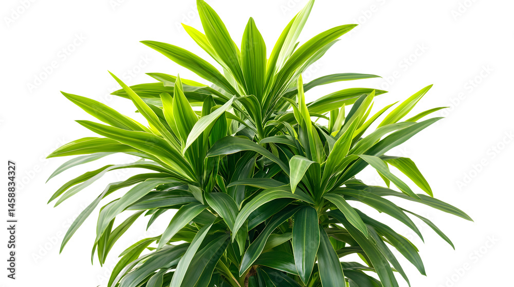 Fototapeta premium Close-up Indoor Palm Green Leaves Isolated White Background