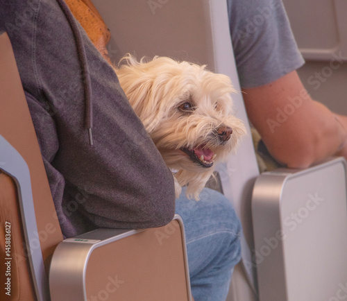 dog in the hands of its owner. The concept of traveling with a pet on a plane, on a ship. Vacation with a pet on vacation. High quality photo