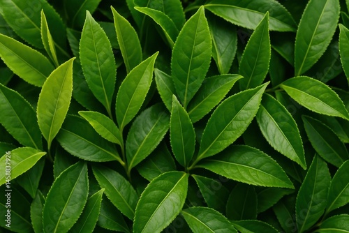 Wallpaper Mural Vibrant green leaves texture Torontodigital.ca