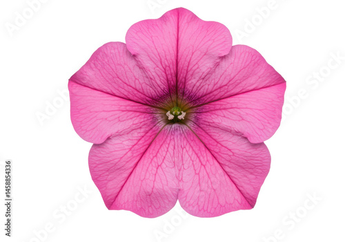 A radiant pink petunia bloom set against a stark black canvas