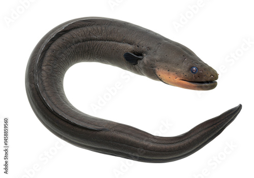Electrifying Elegance An electric eel gracefully curves against the black
