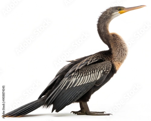 anhinga isolated on white background