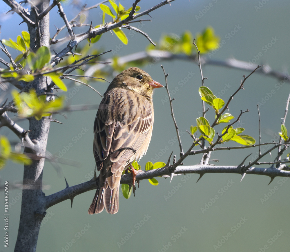 Ortolan Bunting.