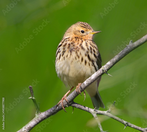 Obraz na płótnie Red-throated Pipit. w salonie