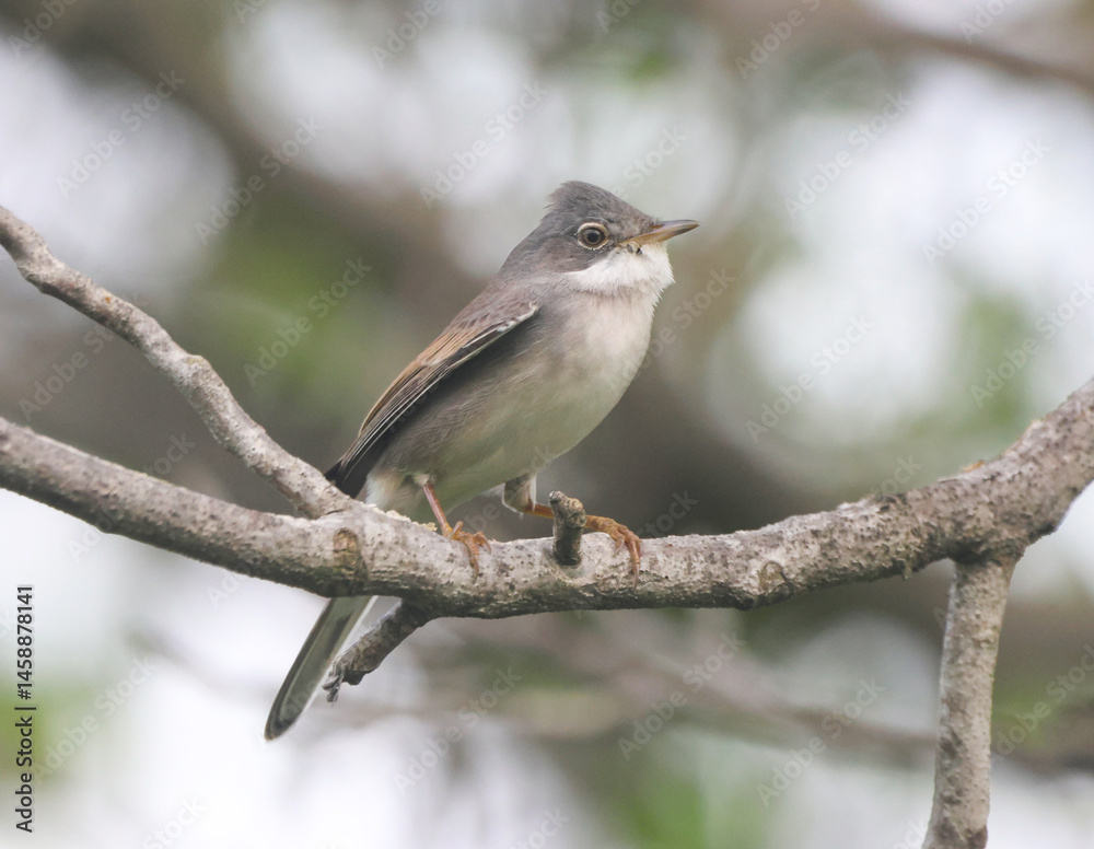Common Whitethroat.