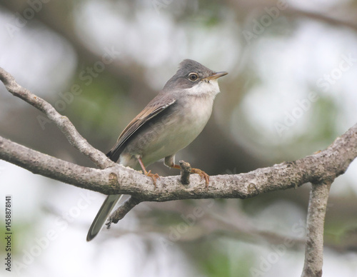 Obraz na płótnie Common Whitethroat. w salonie