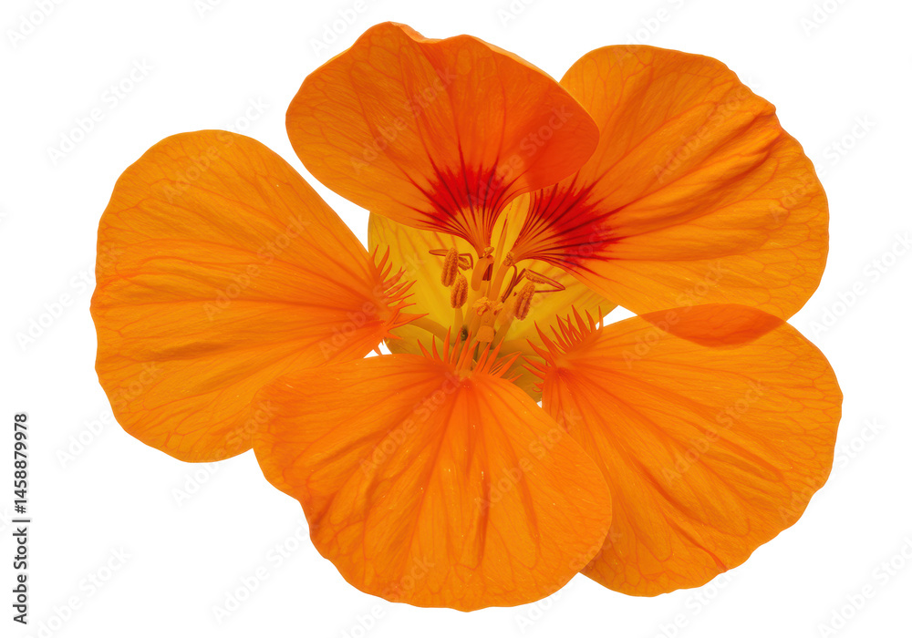 custom made wallpaper toronto digitalVibrant Nasturtium Bloom Sunlit Orange Petals