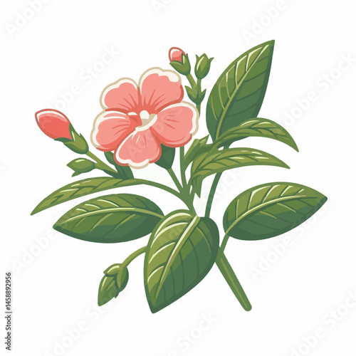 green, flower, impatiens, blossom, garden, nature, floral, bloom, colorful, leaf, plant, summer, flora, blooming, beautiful, gardening, botanical, beauty, botany, pink, spring, bright, color, fresh, r