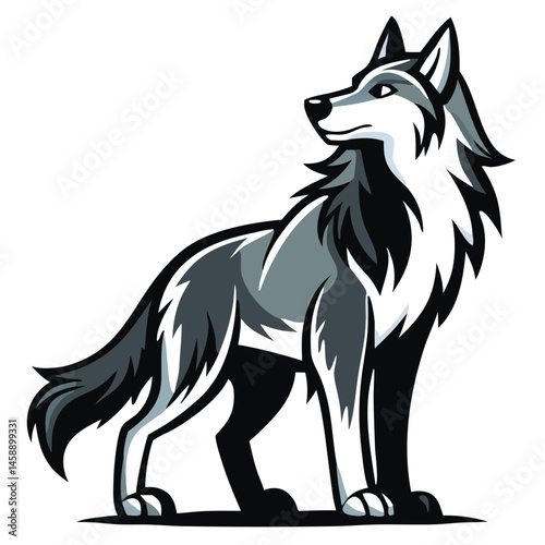 Gray wolf stands alertly looking off into the distance with a watchful, powerful pose