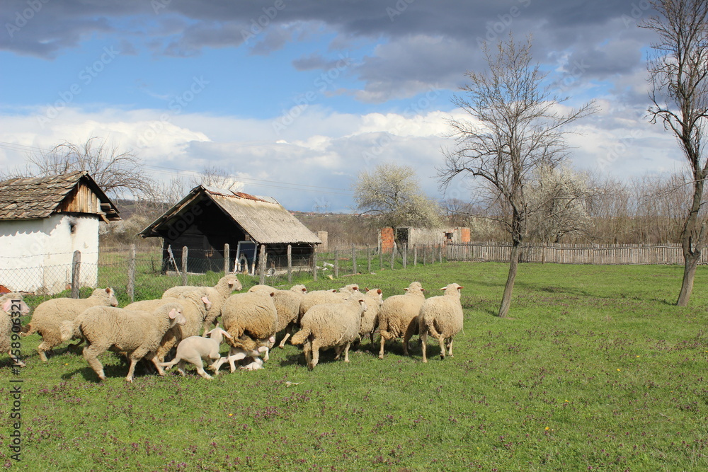 Fototapeta premium Flock of sheep grazing near rustic farm buildings under a cloudy sky