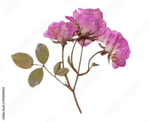 Pressed and Dried Pink Rose Branch. Flowers elements for Scrapbooking, Collage, craft, wedding, and nature designs. Romantic vintage floral collection