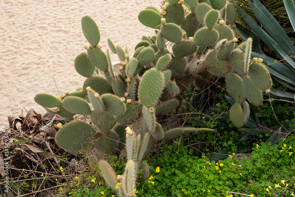 Prickly pear cactus in bloom beside sandy beach and green foliage