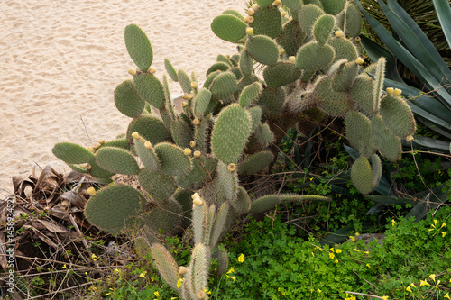 Obraz na płótnie Prickly pear cactus in bloom beside sandy beach and green foliage w salonie