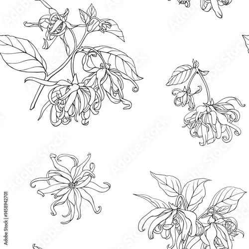 Ylang Ylang floral seamless pattern, flowers, twigs. Hand drawn line art graphics elements. Black white vector botanical illustration for design cosmetics, perfumery,package, branding. Medicinal plant