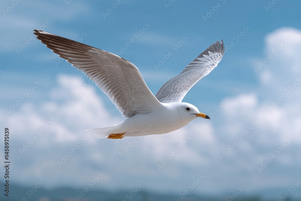 Fototapeta premium Seagull in Flight with Wings Spread Against Sky