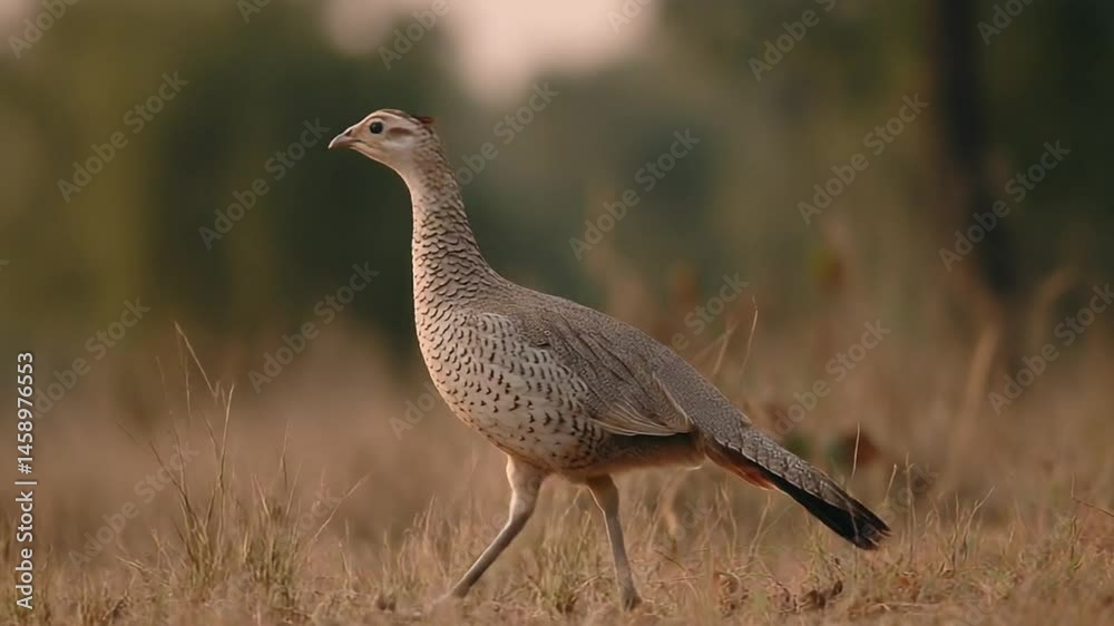 A graceful bird walking through a sunlit grassland, surrounded by blurred trees at sunset A graceful bird walking through a sunlit grassland, surrounded by blurred trees at sunset