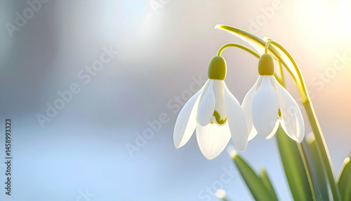 Snowdrop Serenity: Two delicate snowdrop flowers bloom, basking in the gentle sunlight, a harbinger of spring and a testament to nature's enduring beauty.