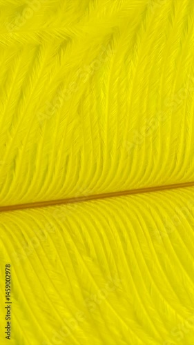yellow ostrich feather with visible texture. background