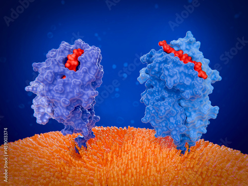 Major histocompatibility complex proteins (MHC) I and II on the surface of a dendritic cell