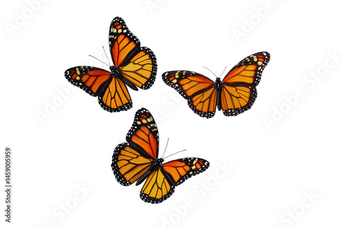 Three monarch butterflies in flight against a transparent background nature