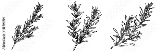 Detailed representation of flat black icons depicting rosemary sprigs in various orientations for culinary design