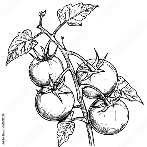 Flat black icon of a tomato plant with ripe tomatoes, symbolizing growth and freshness in gardening and cooking