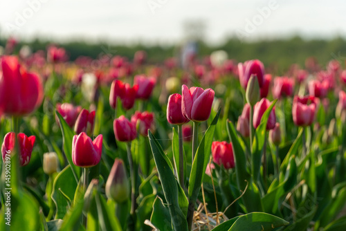 Field of red tulip flowers blooms in a garden during the springtime, vibrant natural floral background for gardening concepts.