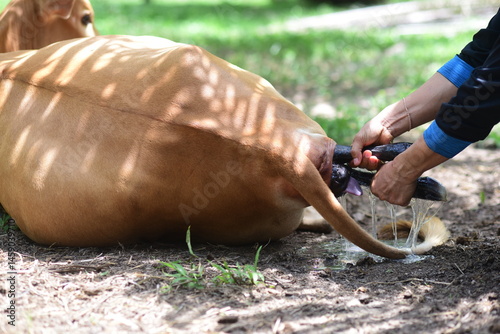 Close-up a veterinarian pulls a calf's leg out of the birth canal of a cow in labor to help her give birth more easily. Cow breeding on a livestock farm.