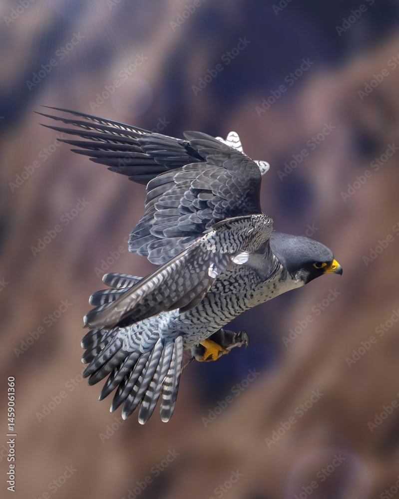Obraz premium A stunning shot capturing the incredible agility and speed of a peregrine falcon (Falco peregrinus) in mid-flight.
