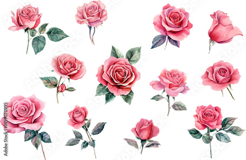 watercolor pink roses flowers