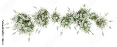 Top view pampas grass shurbs isolated on white