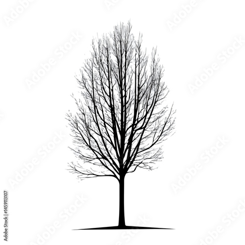 Poplar Tree symbol - black and white design for tattoos, logos and vectors - isolated on white