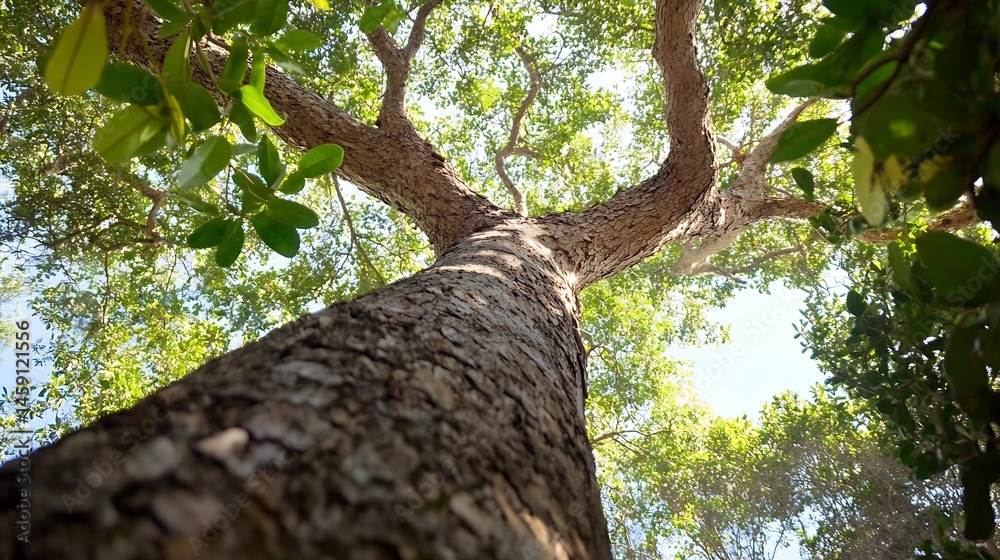 Fototapeta premium Looking up at a massive tree trunk, its rough bark textured, surrounded by vibrant green foliage and a hint of blue sky peeking through the canopy. : Generative AI