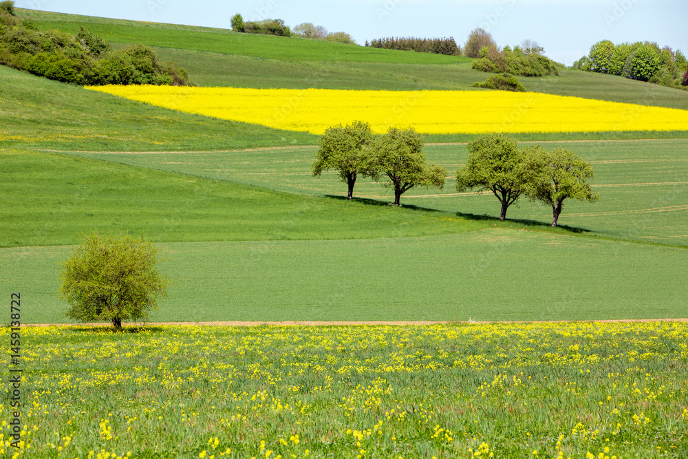 rural landscape with rapeseed field in german national park of saar hunsrueck under blue sky in spring