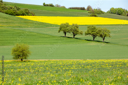 Obraz na płótnie rural landscape with rapeseed field in german national park of saar hunsrueck under blue sky in spring w salonie