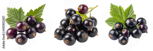  Set of black currant berries isolated on a transparent background