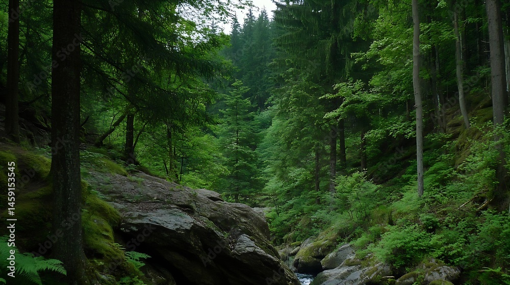 Obraz premium Lush green forest scenery with mossy rocks and a glimpse of a stream, sunlight filtering through the dense canopy creating a tranquil atmosphere. : Generative AI