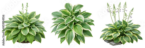 Set of A Hosta Plant Lush Foliage isolated on a transparent background
