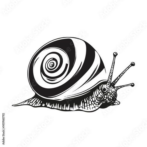 Snail symbol - minimalist black and white vector art - perfect for tattoos, logos - isolated on white
