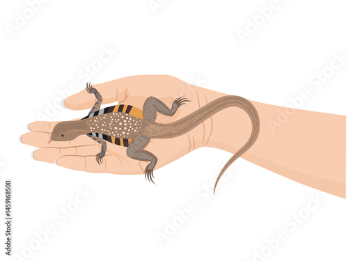 Leiolepis ngovantrii on white background