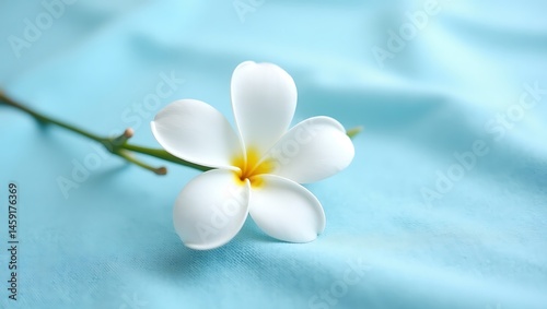 White frangipani, also known as plumeria, is a tropical blossom of nature, often used in spa and floral beauty for its white petal